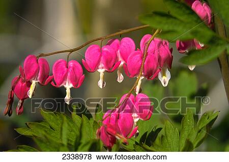 Close-up of flowers blooming on branches View Large Photo Image Stock Photo - Close-up of flowers blooming on branches . Fotosearch