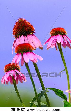 Stock Photo - Close-up of flowers blooming . Fotosearch