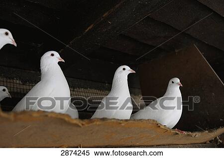 Stock Photography - Close-up of four doves on shelf . Fotosearch