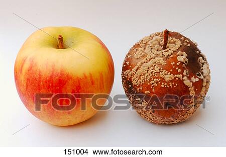 Picture - Close-up of fresh apple and rotten apple . Fotosearch