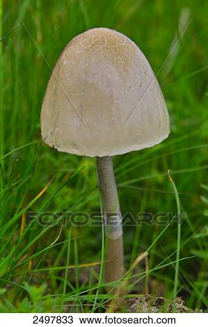 Close-up of fungus View Large Photo Image Stock Image - Close-up of fungus . Fotosearch