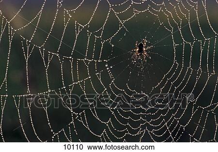 Close-up of garden spider on its web, Germany, Europe View Large Photo Image Stock Image - Close-up of garden spider on its web, Germany, Europe . Fotosearch