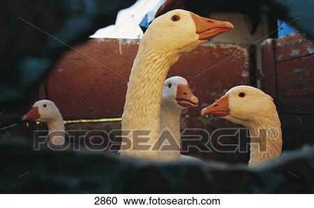 Close-up of geese in box, Germany View Large Photo Image Stock Image - Close-up of geese in box, Germany . Fotosearch