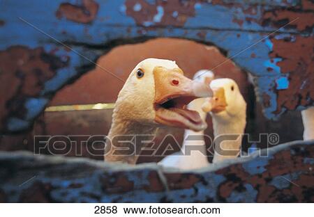 Close-up of geese in box, Germany View Large Photo Image Stock Photo - Close-up of geese in box, Germany . Fotosearch