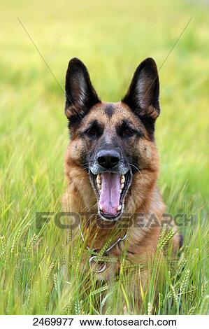 Stock Photo - Close-up of German Shepherd in cornfield . Fotosearch