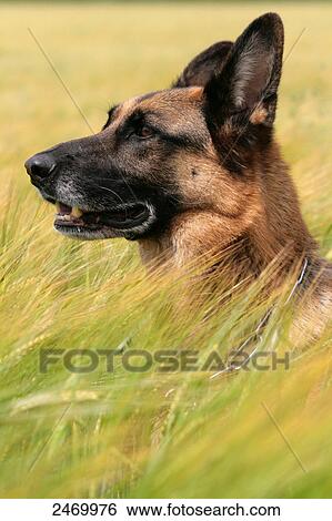 Stock Photograph - Close-up of German Shepherd in cornfield . Fotosearch
