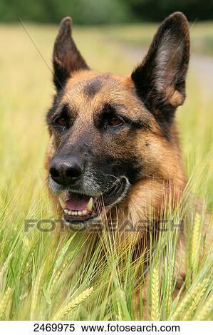 Close-up of German Shepherd in cornfield View Large Photo Image Stock Photography - Close-up of German Shepherd in cornfield . Fotosearch