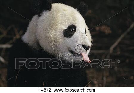 Stock Image - Close-up of Giant Panda (Ailuropoda melanoleuca) sticking its tongue out, Wolong National Nature Reserve, Sichuan Province, China . Fotosearch