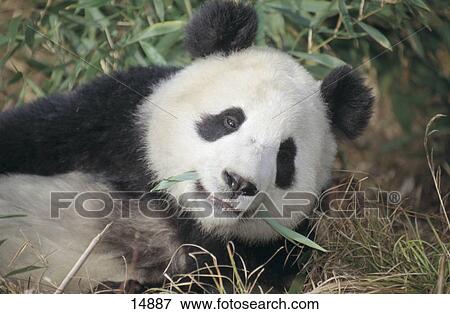 Stock Photo - Close-up of Giant Panda (Ailuropoda melanoleuca) eating leaves in forest, Wolong National Nature Reserve, Sichuan Province, China . Fotosearch