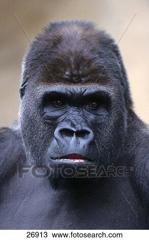 Close-up of Gorilla (Gorilla gorilla) View Large Photo Image Stock Image - Close-up of Gorilla (Gorilla gorilla) . Fotosearch