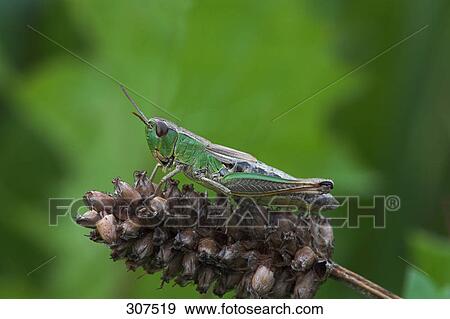 Stock Photo - Close-up of grasshopper perching on flower . Fotosearch