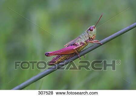 Stock Photo - Close-up of grasshopper perching on branch . Fotosearch
