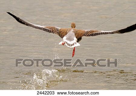 Close-up of Gray goose (Anser anser) flying over lake View Large Photo Image Stock Image - Close-up of Gray goose (Anser anser) flying over lake . Fotosearch