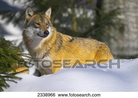 Close-up of Gray wolf (Canis lupus) in forest, Bavarian Forest National Park, Bavaria, Germany View Large Photo Image Stock Photograph - Close-up of Gray wolf (Canis lupus) in forest, Bavarian Forest National Park, Bavaria, Germany . Fotosearch