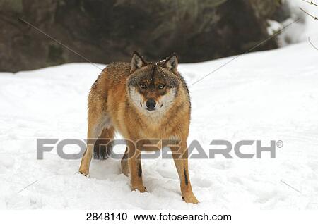 Close-up of Gray wolf (Canis lupus) standing in snow, Bavarian Forest National Park, Bavaria, Germany View Large Photo Image Stock Image - Close-up of Gray wolf (Canis lupus) standing in snow, Bavarian Forest National Park, Bavaria, Germany . Fotosearch