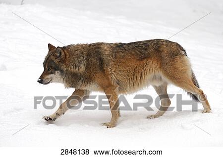 Stock Photo - Close-up of Gray wolf (Canis lupus) walking in snow, Bavarian Forest National Park, Bavaria, Germany . Fotosearch