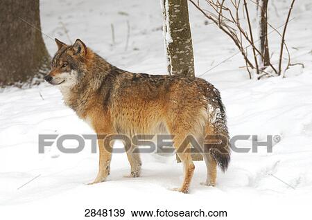Close-up of Gray wolf (Canis lupus) standing in snow, Bavarian Forest National Park, Bavaria, Germany View Large Photo Image Stock Photo - Close-up of Gray wolf (Canis lupus) standing in snow, Bavarian Forest National Park, Bavaria, Germany . Fotosearch