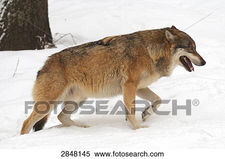 Close-up of Gray wolf (Canis lupus) walking in snow, Bavarian Forest National Park, Bavaria, Germany View Large Photo Image Stock Photography - Close-up of Gray wolf (Canis lupus) walking in snow, Bavarian Forest National Park, Bavaria, Germany . Fotosearch