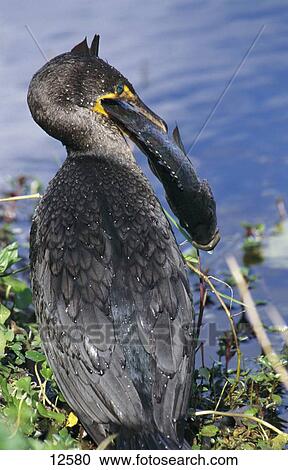 Stock Image - Close-up of Great Cormorant (Phalacrocorax carbo) bird with prey of fish in its beak, Everglades National Park, Florida, USA . Fotosearch