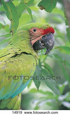 Close-up of Great Green Macaw (Ara ambigua), San Jose Province, Costa Rica View Large Photo Image Stock Photo - Close-up of Great Green Macaw (Ara ambigua), San Jose Province, Costa Rica . Fotosearch