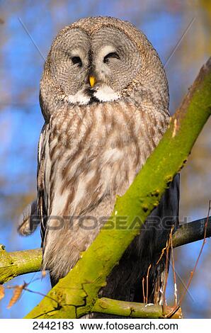 Close-up of Great Grey owl (Strix Nebulosa) perching on branch View Large Photo Image Stock Image - Close-up of Great Grey owl (Strix Nebulosa) perching on branch . Fotosearch
