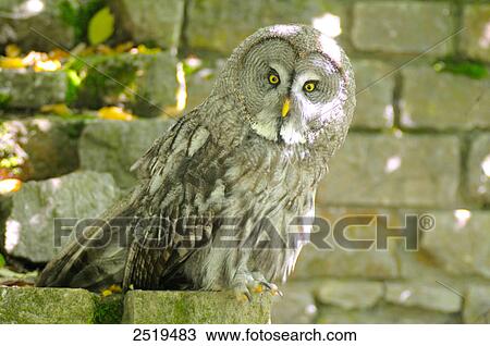 Stock Image - Close-up of Great grey owl (Strix nebulosa) . Fotosearch