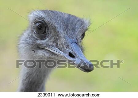 Stock Image - Close-up of Greater Rhea (Rhea americana) bird's face . Fotosearch