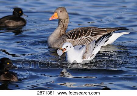 Stock Image - Close-up of Grey geese (Anser anser) and Black-headed Gull (Chroicocephalus ridibundus) floating on water, Munich, Bavaria, Germany . Fotosearch