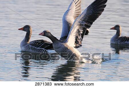 Close-up of Grey geese (Anser anser) floating on water, Munich, Bavaria, Germany View Large Photo Image Stock Image - Close-up of Grey geese (Anser anser) floating on water, Munich, Bavaria, Germany . Fotosearch