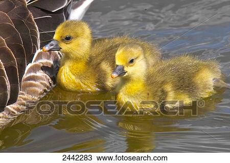 Close-up of Grey goose (Anser anser) swimming in lake with its goslings View Large Photo Image Stock Image - Close-up of Grey goose (Anser anser) swimming in lake with its goslings . Fotosearch