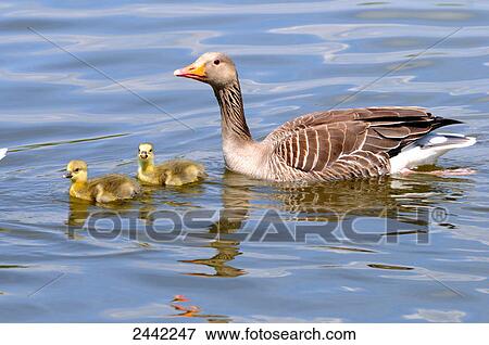 Stock Photo - Close-up of Grey goose (Anser anser) swimming in lake with its goslings . Fotosearch