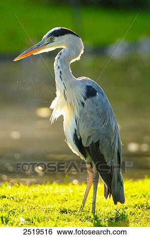 Close-up of Grey Heron (Ardea Cinerea) in field View Large Photo Image Stock Photograph - Close-up of Grey Heron (Ardea Cinerea) in field . Fotosearch