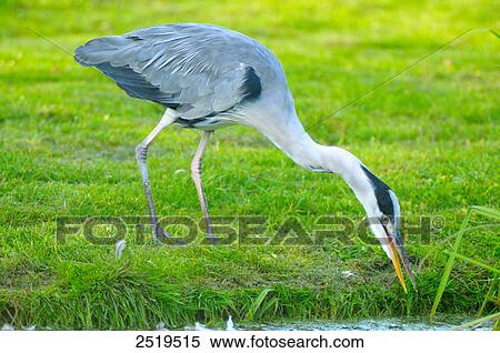 Stock Photography - Close-up of Grey Heron (Ardea Cinerea) in field . Fotosearch