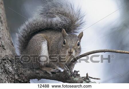 Close-up of Grey Squirrel (Sciurus carolinensis) on tree, Florida, USA View Large Photo Image Stock Photo - Close-up of Grey Squirrel (Sciurus carolinensis) on tree, Florida, USA . Fotosearch
