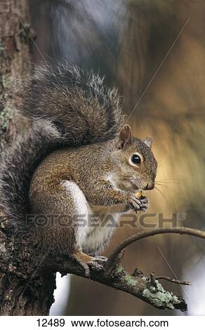 Close-up of Grey Squirrel (Sciurus carolinensis) on tree, Florida, USA View Large Photo Image Stock Photo - Close-up of Grey Squirrel (Sciurus carolinensis) on tree, Florida, USA . Fotosearch