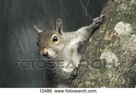 Stock Photograph - Close-up of Grey Squirrel (Sciurus carolinensis) on tree, Florida, USA . Fotosearch