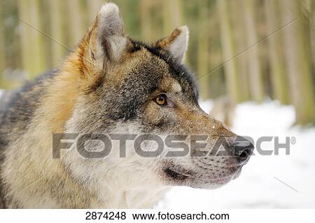 Stock Photo - Close-up of Grey wolf (Canis lupus) in forest . Fotosearch