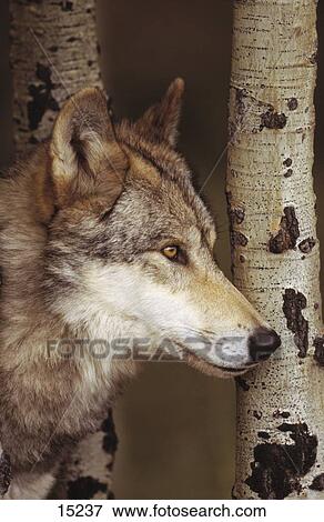 Close-up of Grey wolf (Canis lupus) peering from edge of grove of aspen, Montana, USA View Large Photo Image Stock Photo - Close-up of Grey wolf (Canis lupus) peering from edge of grove of aspen, Montana, USA . Fotosearch
