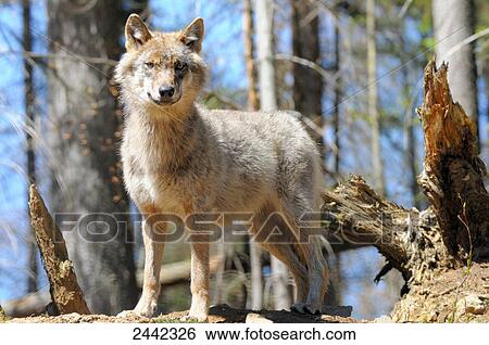 Stock Photograph - Close-up of Grey wolf (Canis lupus) standing in forest . Fotosearch