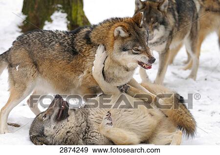 Close-up of Grey wolves (Canis lupus) fighting in forest View Large Photo Image Stock Photo - Close-up of Grey wolves (Canis lupus) fighting in forest . Fotosearch