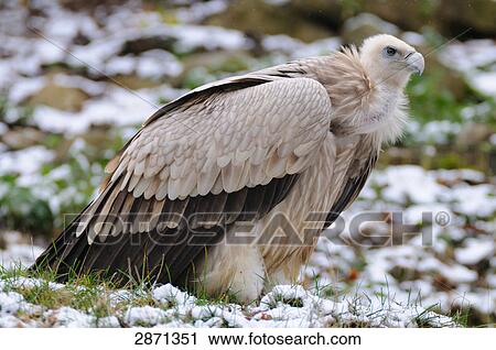 Close-up of Griffin Vulture (Gyps fulvus) in field View Large Photo Image Stock Image - Close-up of Griffin Vulture (Gyps fulvus) in field . Fotosearch