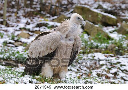 Close-up of Griffin Vulture (Gyps fulvus) in field View Large Photo Image Stock Photo - Close-up of Griffin Vulture (Gyps fulvus) in field . Fotosearch