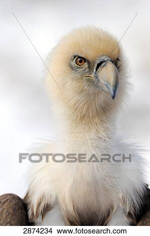 Close-up of Griffon Vulture (Gyps fulvus), Bavaria, Germany View Large Photo Image Picture - Close-up of Griffon Vulture (Gyps fulvus), Bavaria, Germany . Fotosearch