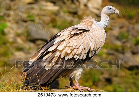 Close-up of Griffon vulture (Gyps fulvus) View Large Photo Image Stock Image - Close-up of Griffon vulture (Gyps fulvus) . Fotosearch