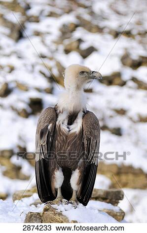 Close-up of Griffon Vulture (Gyps fulvus) on snowy rock, Bavaria, Germany View Large Photo Image Stock Image - Close-up of Griffon Vulture (Gyps fulvus) on snowy rock, Bavaria, Germany . Fotosearch