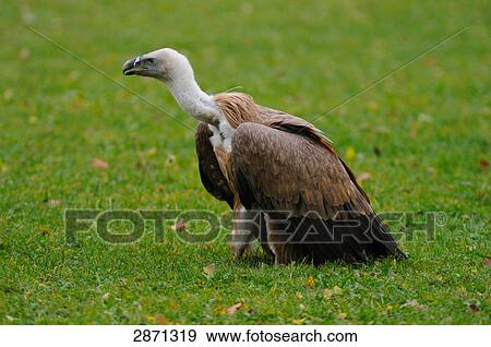 Stock Photo - Close-up of Griffon Vulture (Gyps fulvus) in field . Fotosearch