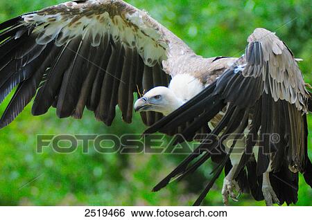 Stock Photograph - Close-up of Griffon vulture (Gyps fulvus) flying . Fotosearch