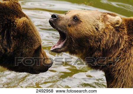 Close-up of Grizzly bear (Ursus arctos horribilis) roaring View Large Photo Image Stock Photo - Close-up of Grizzly bear (Ursus arctos horribilis) roaring . Fotosearch
