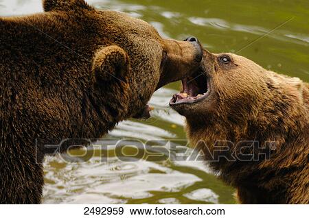 Stock Photo - Close-up of Grizzly bears (Ursus arctos horribilis) fighting . Fotosearch