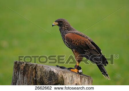 Close-up of Harris's Hawk (Parabuteo unicinctus) on tree stump View Large Photo Image Stock Image - Close-up of Harris's Hawk (Parabuteo unicinctus) on tree stump . Fotosearch